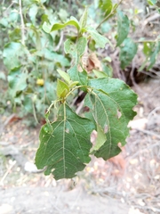 Podanthus ovatifolius