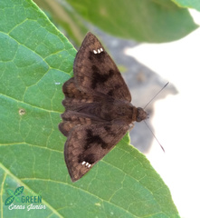 Nisoniades macarius