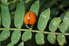 Coelophora biplagiata