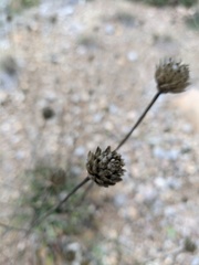 Cephalaria coriacea