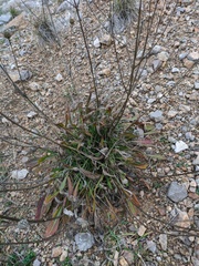 Cephalaria coriacea