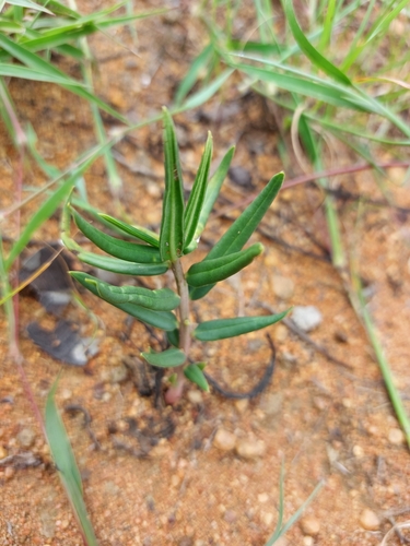 Image of Talinum afrum by (c) Manuel R Popp, some rights reserved (CC BY)