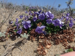 Viola grayi