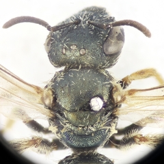 Halictus gemmeus