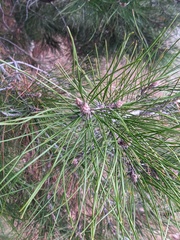 Pinus brutia pityusa