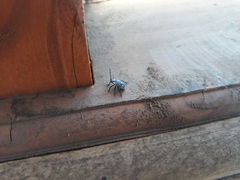 Phorbanta variabilis