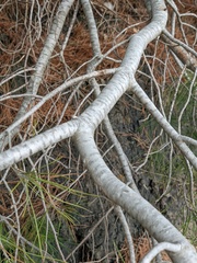 Pinus brutia pityusa