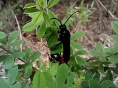 Elaphroptera scoliaeformis