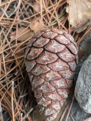 Pinus brutia pityusa