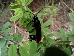 Elaphroptera scoliaeformis