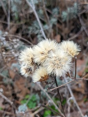 Galatella villosa