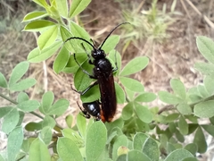 Elaphroptera scoliaeformis