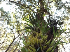 Prosthechea squalida
