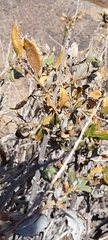Spinoliva ilicifolia