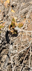 Spinoliva ilicifolia