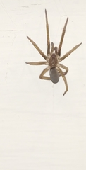 Kukulcania hibernalis