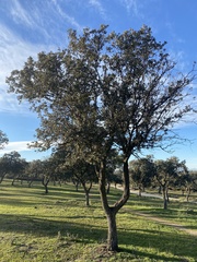 Quercus rotundifolia
