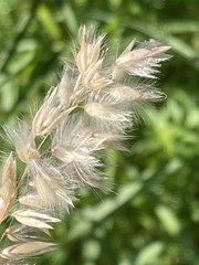 Melica racemosa