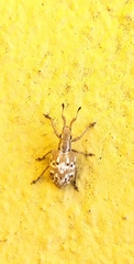 Platyomus mollis