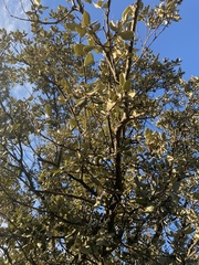 Quercus rotundifolia