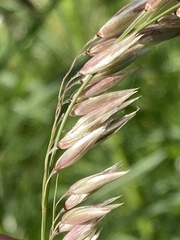 Melica racemosa