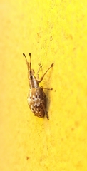 Platyomus mollis