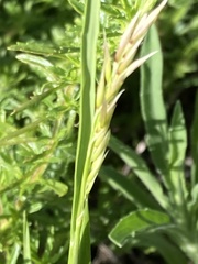 Melica racemosa