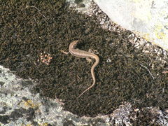 Iberolacerta cyreni