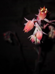Echeveria gibbiflora