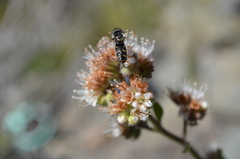 Austroscaeva melanostoma