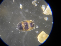 Porcellidiidae