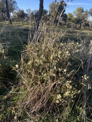 Quercus rotundifolia