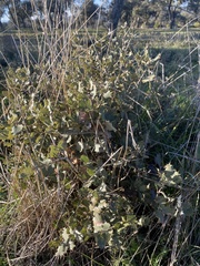 Quercus rotundifolia