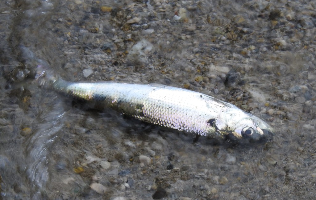 Agone (Alosa agone) — Clupeidae