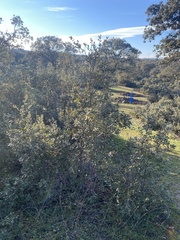Quercus rotundifolia