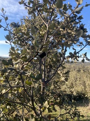 Quercus rotundifolia