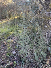 Asparagus acutifolius