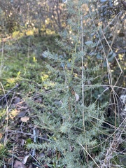 Asparagus acutifolius