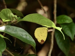 Eurema simulatrix tecmessa