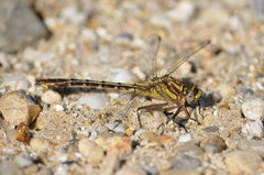 Gomphurus hybridus