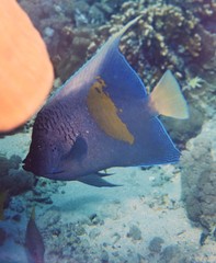 Pomacanthus maculosus