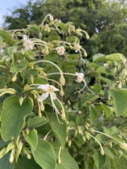 Clerodendrum johnstonii