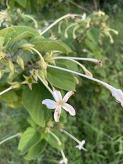Clerodendrum johnstonii