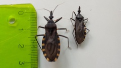 Triatoma infestans