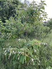 Clerodendrum johnstonii