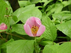 Paeonia obovata