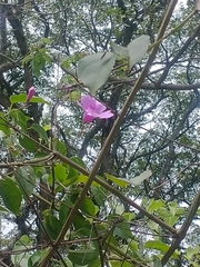 Bignoniaceae