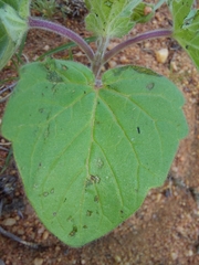 Pedaliaceae
