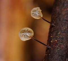 Marasmius alveolaris
