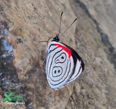 Diaethria eluina